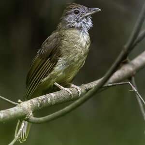 Bulbul à joues grises