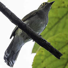 Bulbul à lunettes jaunes