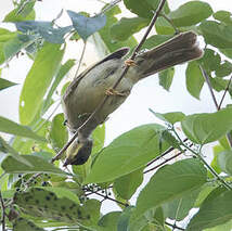 Bulbul à moustaches jaunes