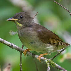 Bulbul à moustaches jaunes