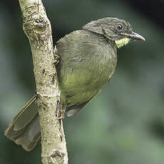 Bulbul à moustaches jaunes