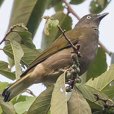 Bulbul à queue blanche