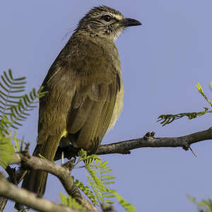 Bulbul à sourcils blancs