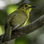 Bulbul à sourcils d'or