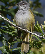 Bulbul à tête sombre