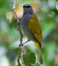 Bulbul à ventre gris