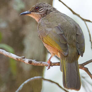 Bulbul aux ailes olive