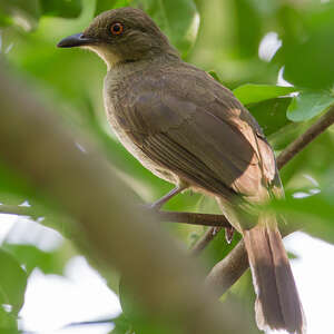 Bulbul aux yeux rouges