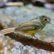 Bulbul chevelu