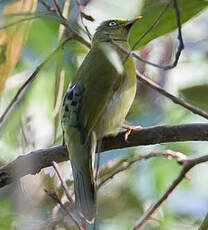 Bulbul colombar