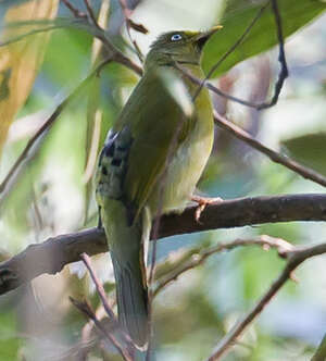 Bulbul colombar