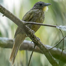 Bulbul crinon