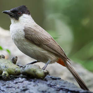 Bulbul cul-d'or