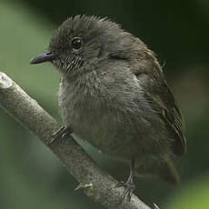 Bulbul d'Ansorge