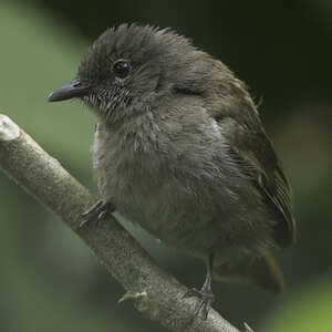 Bulbul d'Ansorge