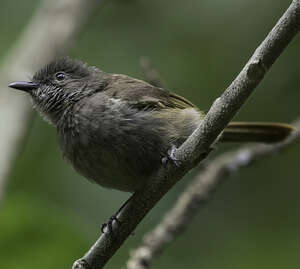 Bulbul d'Ansorge