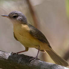 Bulbul d'Appert