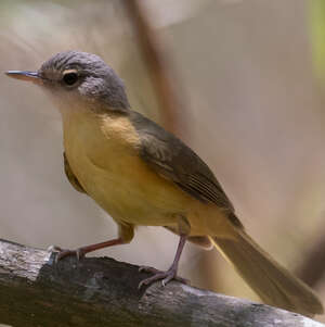 Bulbul d'Appert