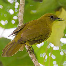 Bulbul d'Halmahera