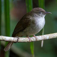 Bulbul d'Oberholser