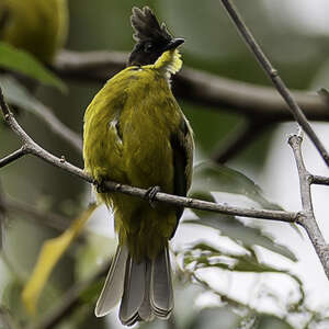 Bulbul de Bornéo