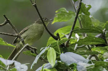 Bulbul de Cabanis