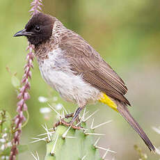 Bulbul de Dodson