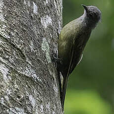 Bulbul de Kakamega