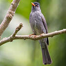 Bulbul de Madagascar