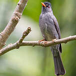 Bulbul de Madagascar