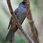 Bulbul de Madagascar
