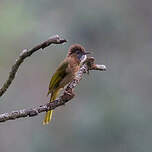 Bulbul de McClelland