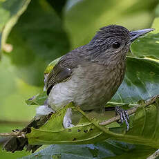 Bulbul de Mindoro