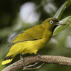 Bulbul des Andaman