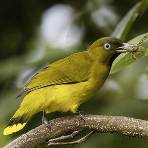 Bulbul des Andaman