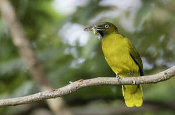 Bulbul des Andaman