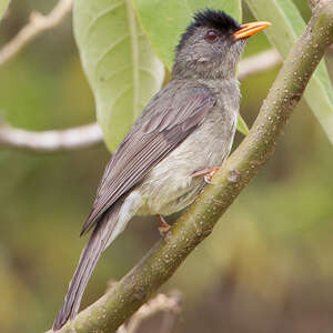 Bulbul des Comores