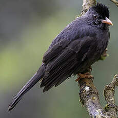 Bulbul des Ghats