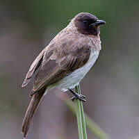 Bulbul des jardins