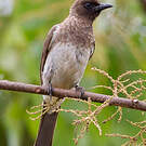 Bulbul des jardins
