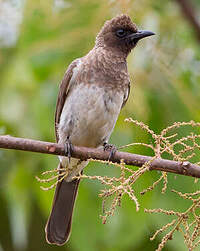 Bulbul des jardins