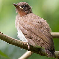 Bulbul des jardins