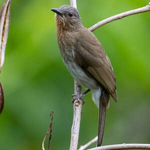 Bulbul des Philippines