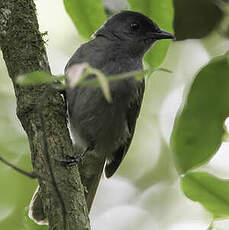 Bulbul des Uluguru