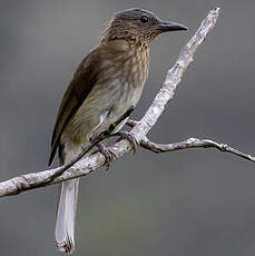 Bulbul des Visayas