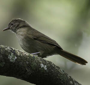 Bulbul du Toro