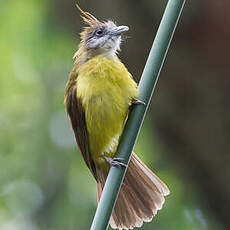 Bulbul flavéole