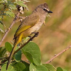 Bulbul flavescent