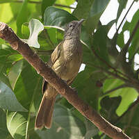 Bulbul gracile