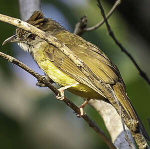 Bulbul jumeau